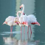 Elegant pink flamingos wading in tranquil waters, capturing serene beauty.